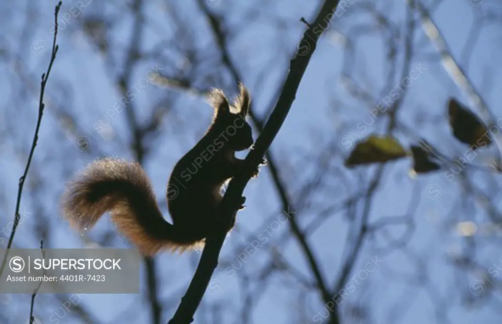 Red squirrel climbing branch