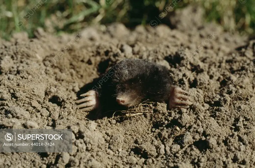 A mole peeping out of a hole in the ground