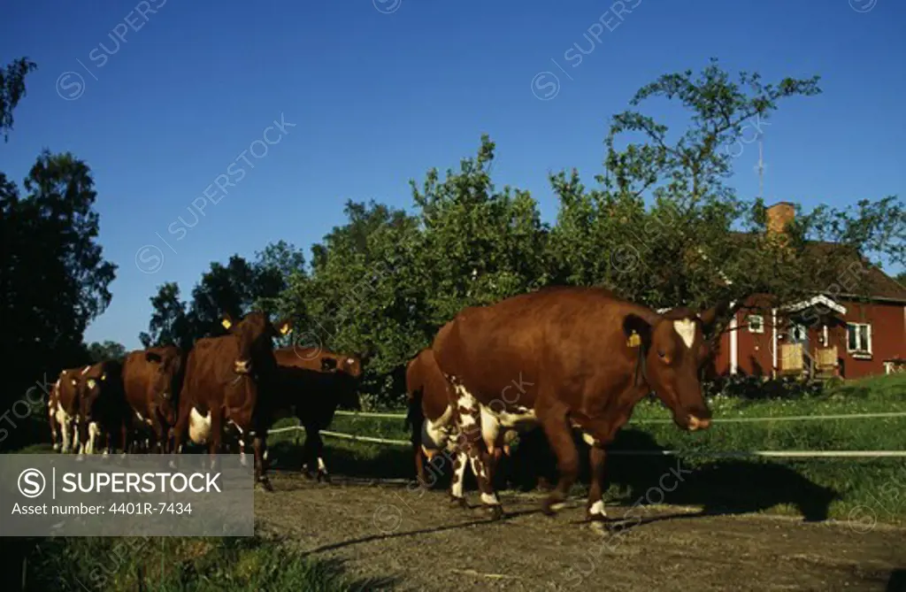Cattle on the move
