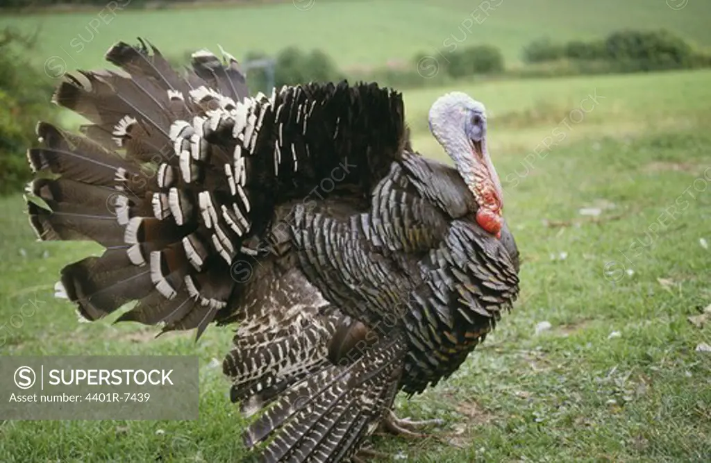 Turkey strutting his feathers