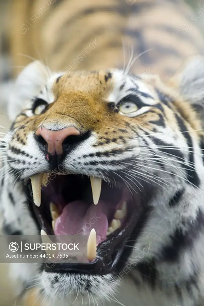A tiger, close-up.