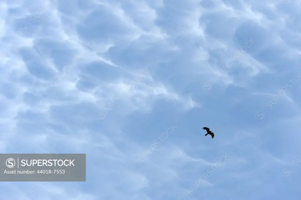 A hen harrier flying in the sky.