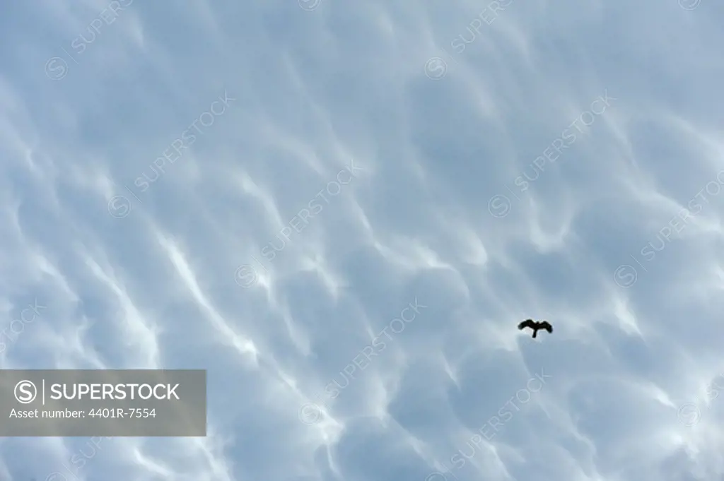 A hen harrier flying in the sky.