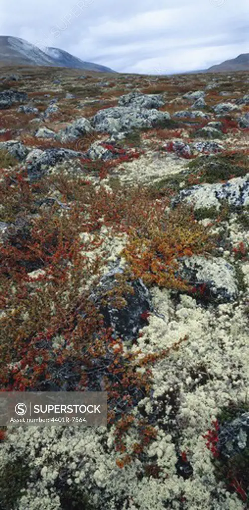 Moor at autumn