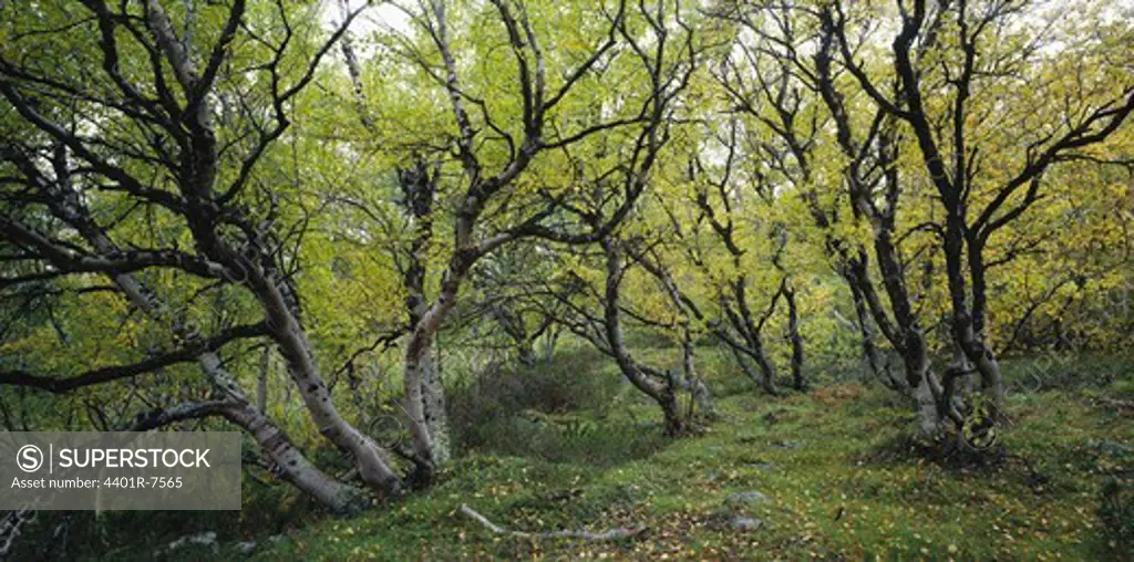 Mountain birch in autumn