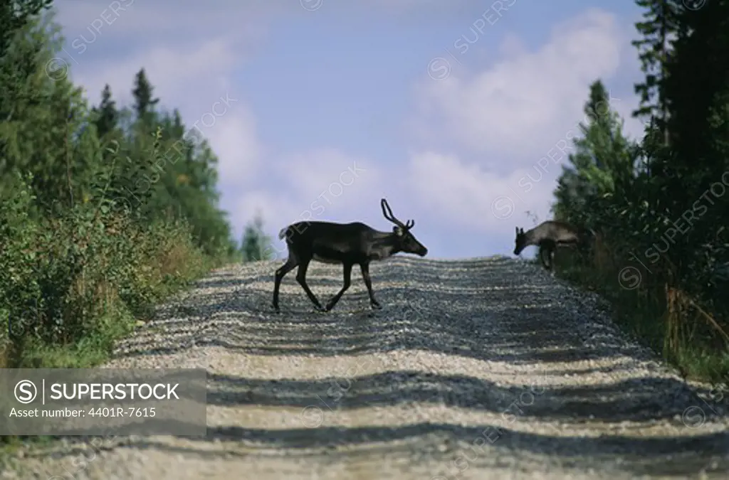 Reindeer walking on dirt track