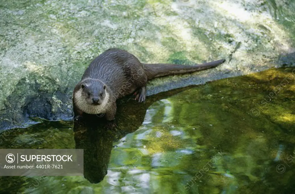 Otter standing by pond