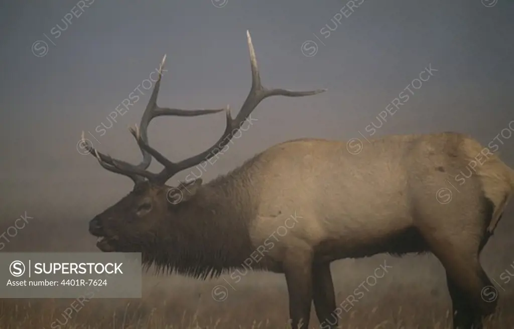 Elk standing, close-up