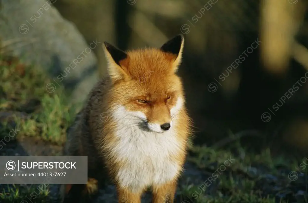 Fox standing, close-up
