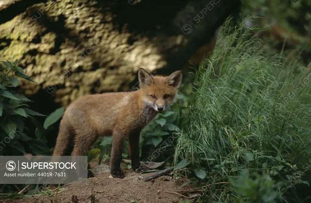 Fox cub standing by grass, close-up
