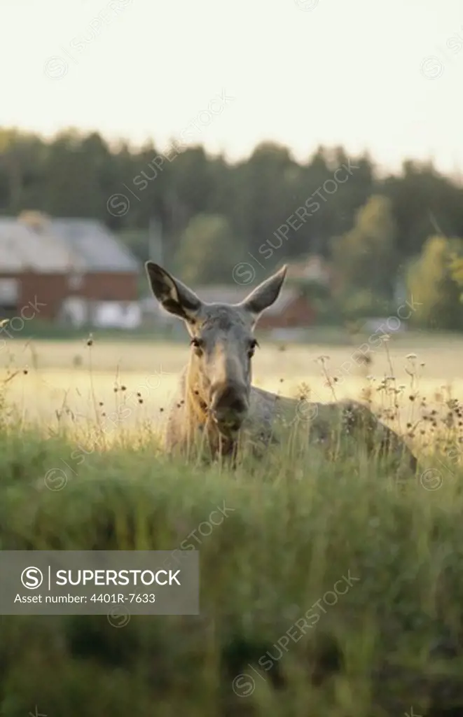 Elk in grass