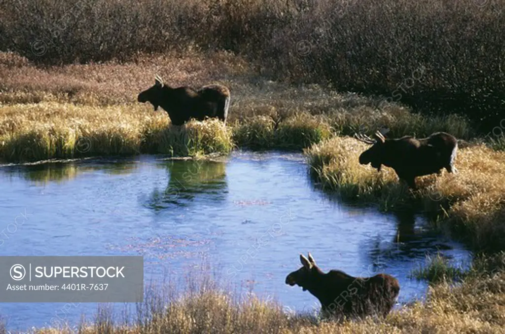 Three elk standing by water