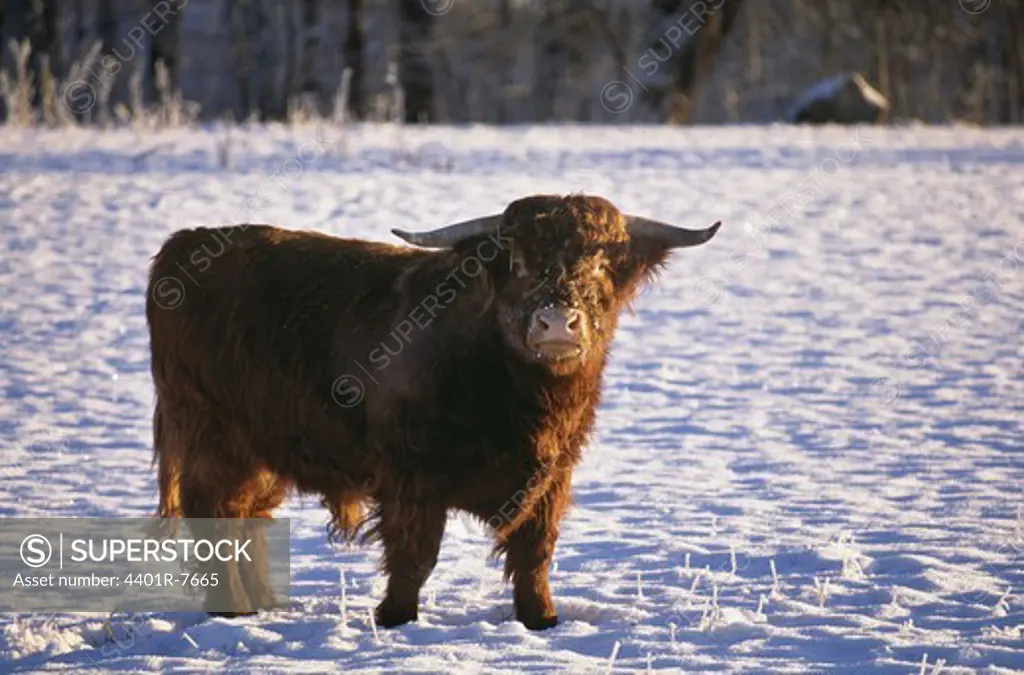 Yak standing on snow covered landscape