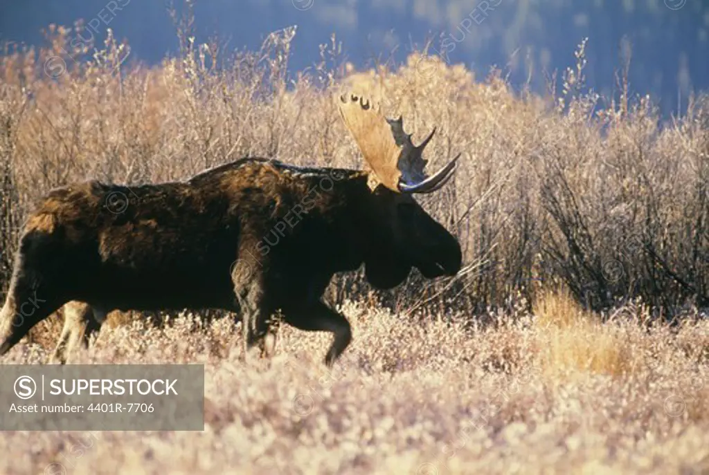 Elk standing in grass