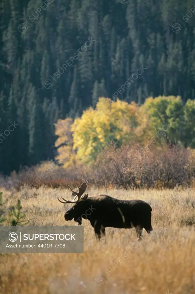 Elk on grassy landscape