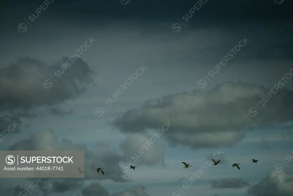View of Canada goose flying