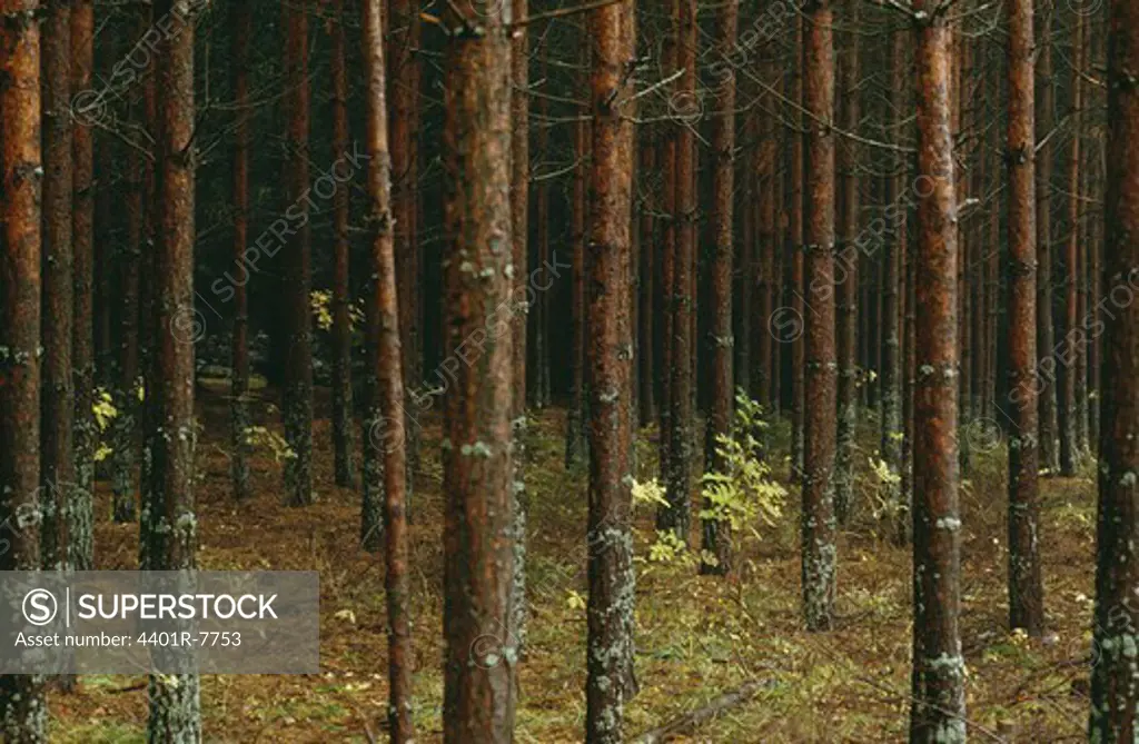 View of coniferous forest