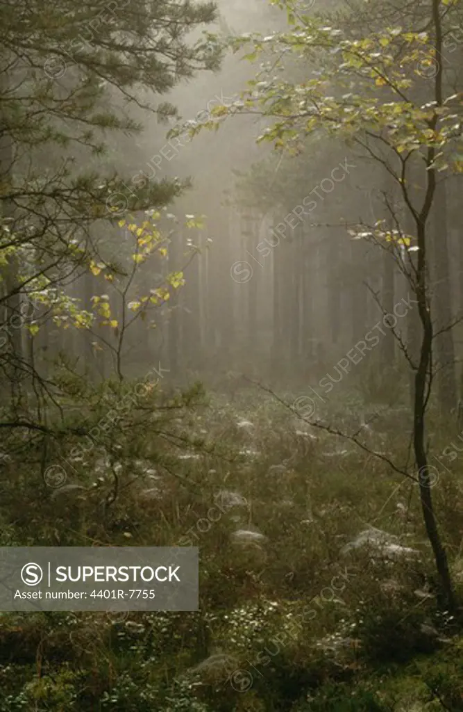 View of foggy coniferous forest