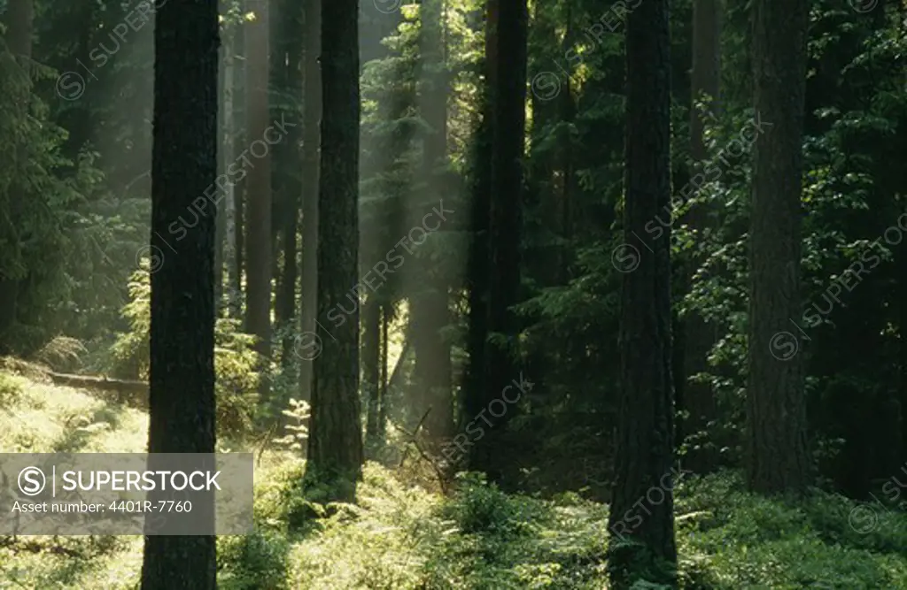 View of coniferous forest