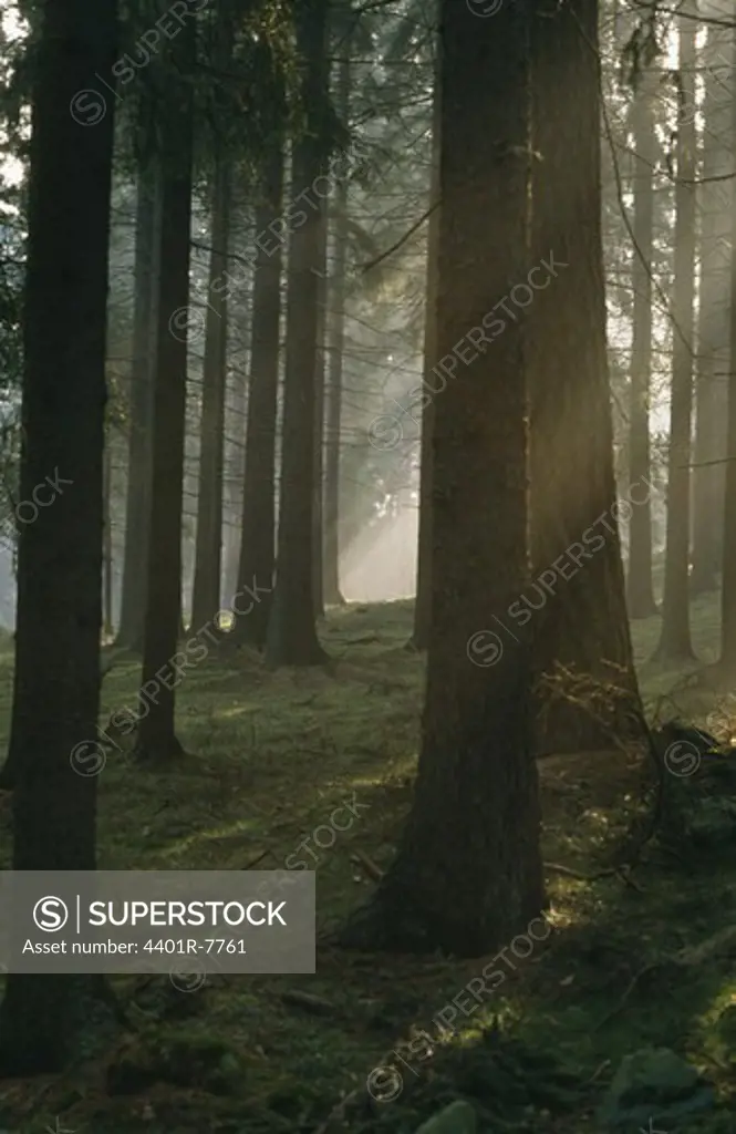 View of coniferous forest