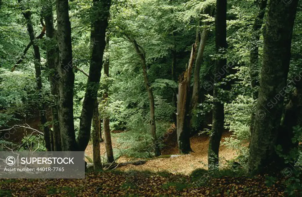 View beech trees in forest