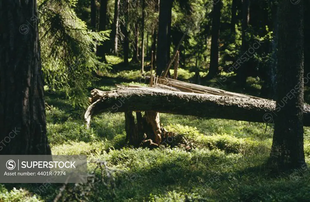 View of fallen tree in forest
