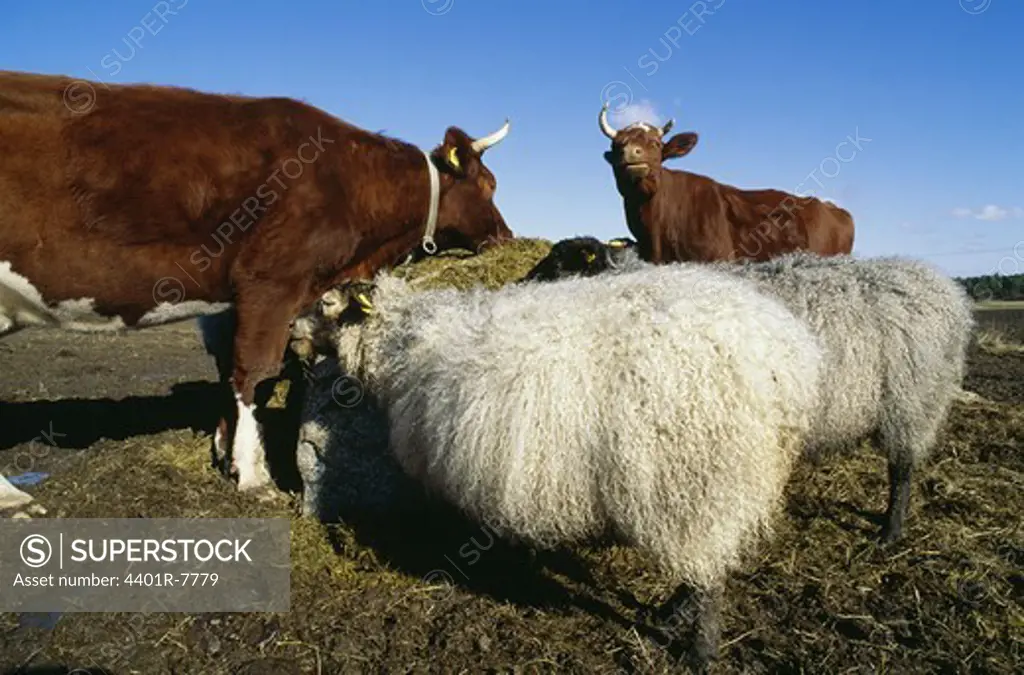 View of cows and sheeps in field