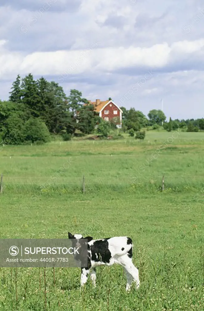 View of calf in field