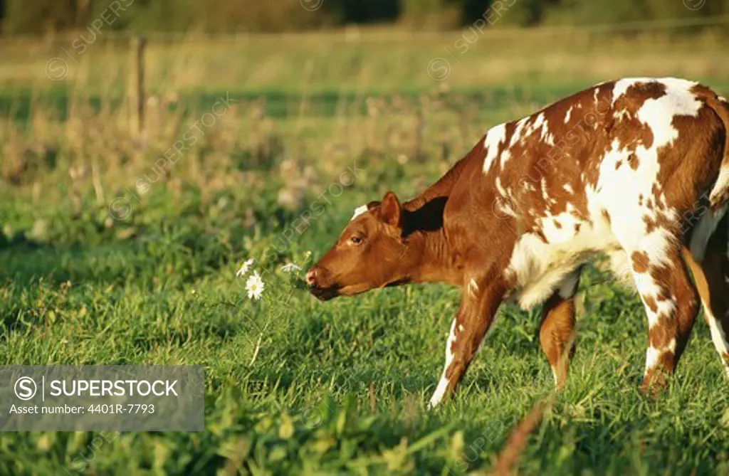 View of calf in field