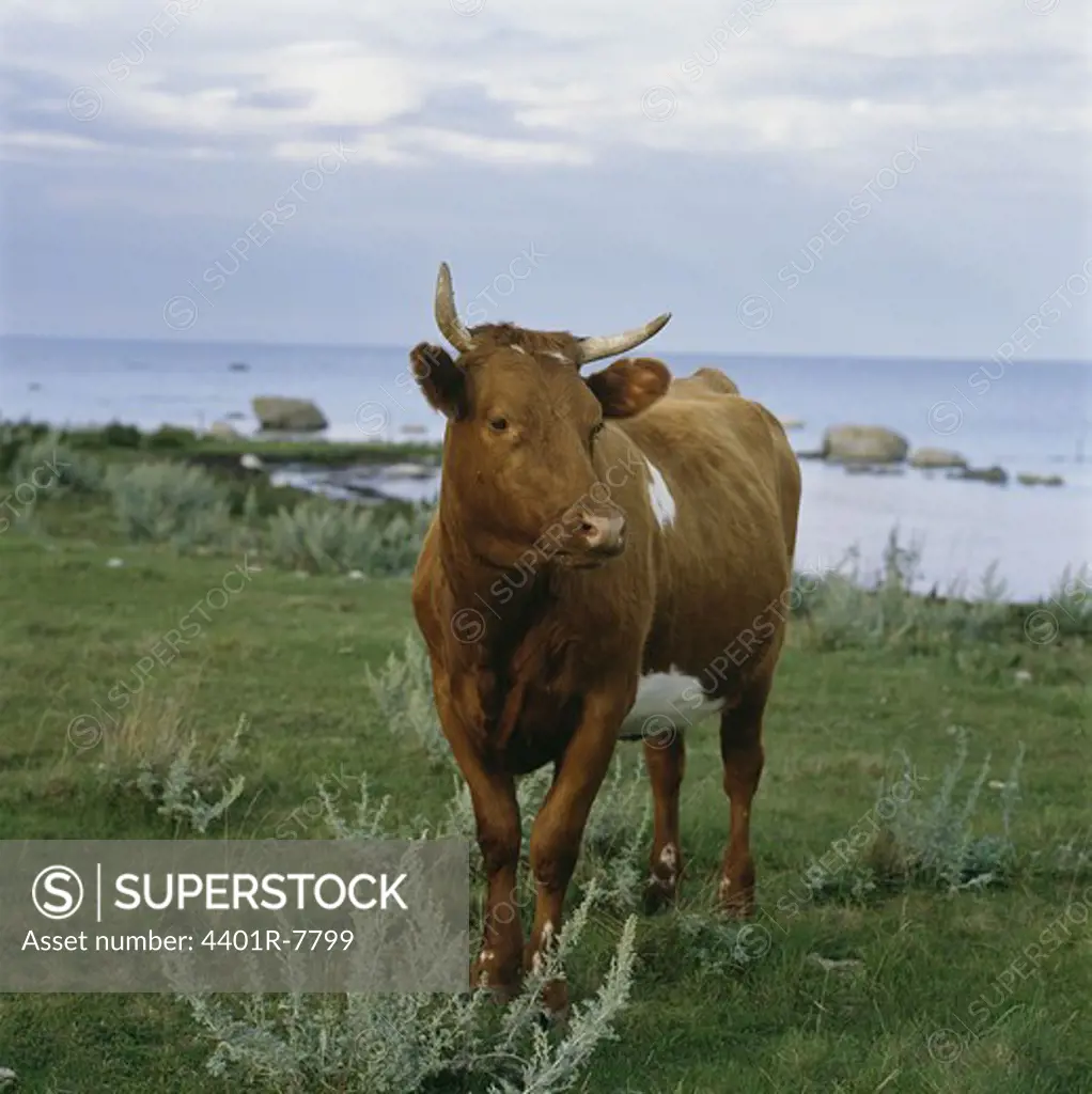 View of cow in field