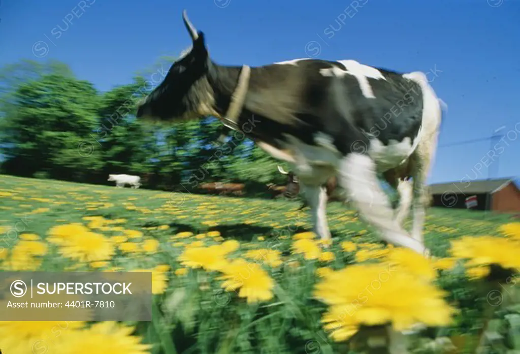 Cow running in meadow