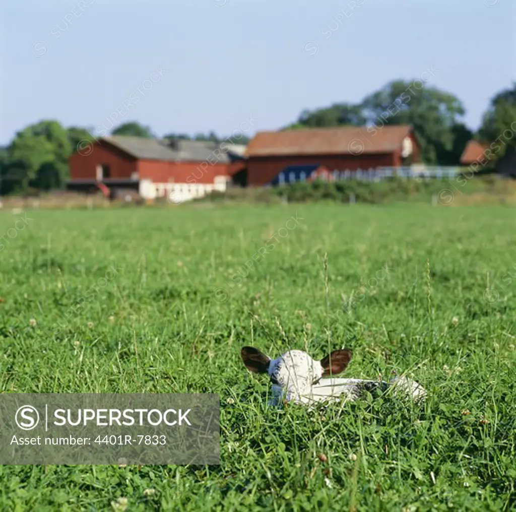 Calf resting in field