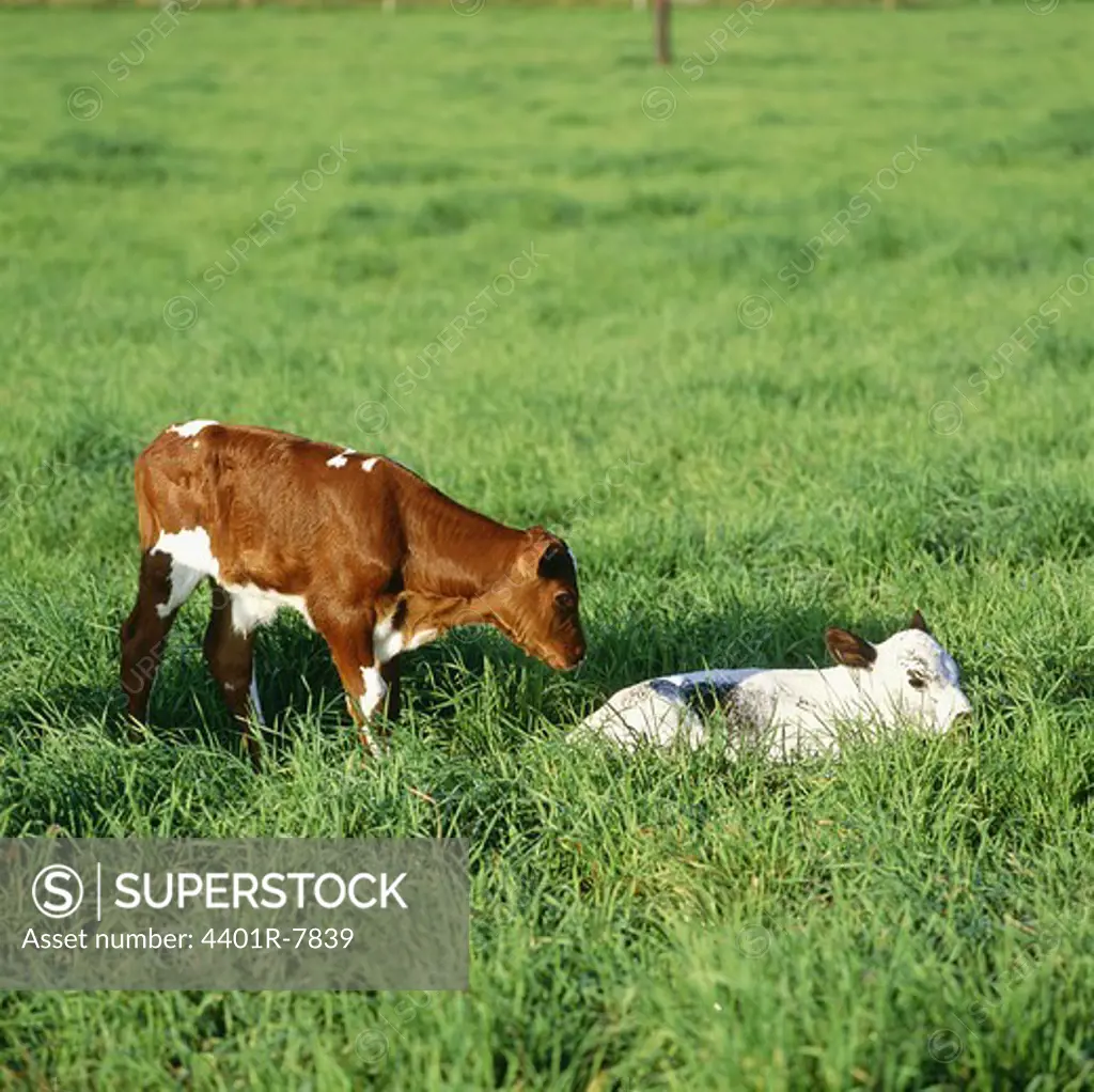 Two calf in field