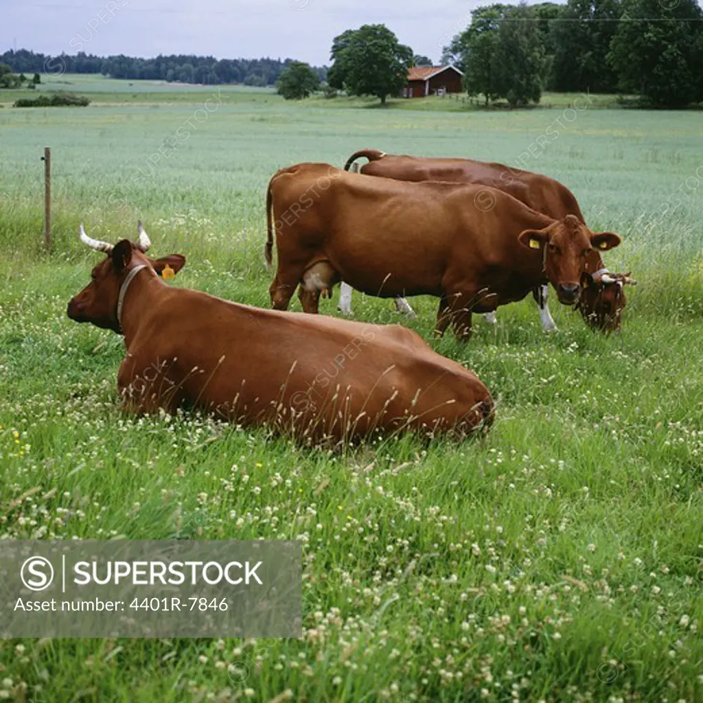 View of cows in field
