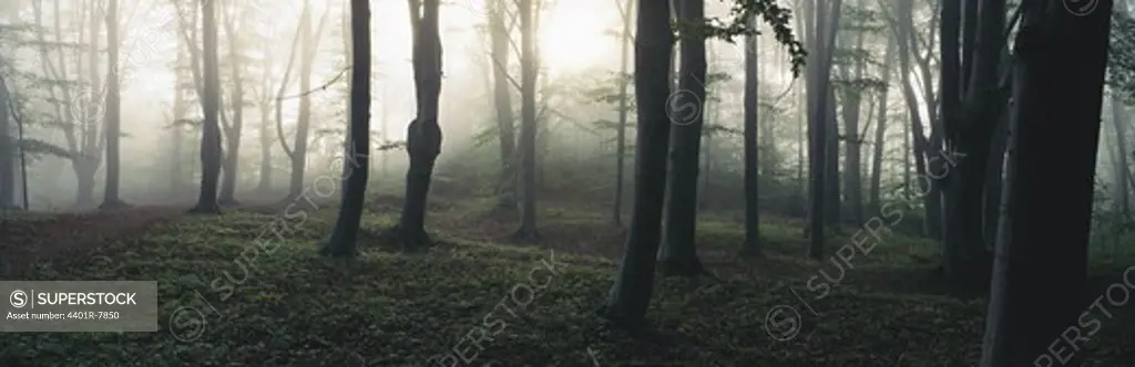 View of beech forest in fog