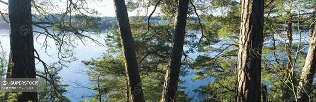 View of lake in forest