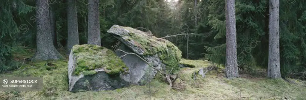 View of moss covered rock in forest