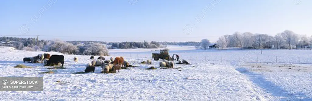 View of animals in snow covered landscape