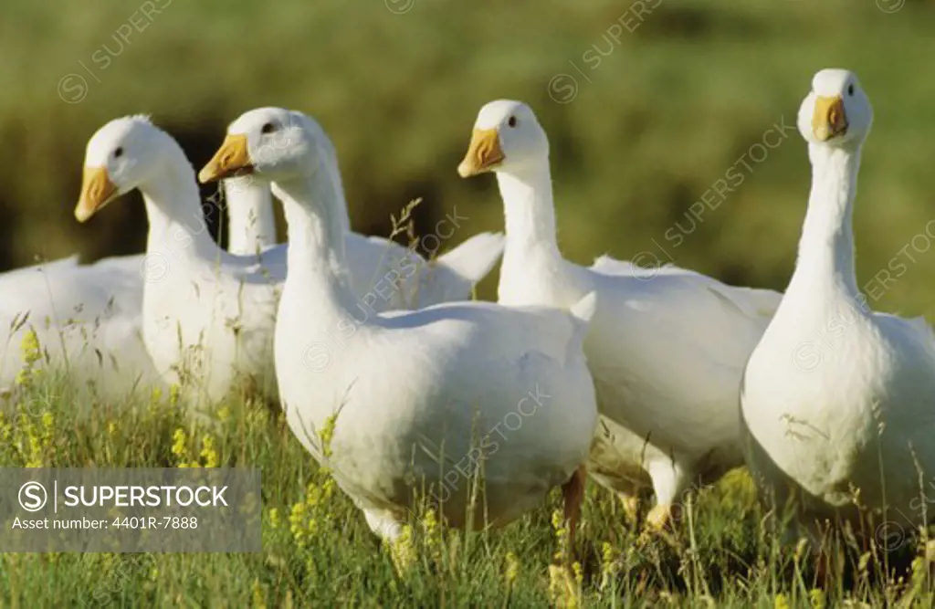 View of geese