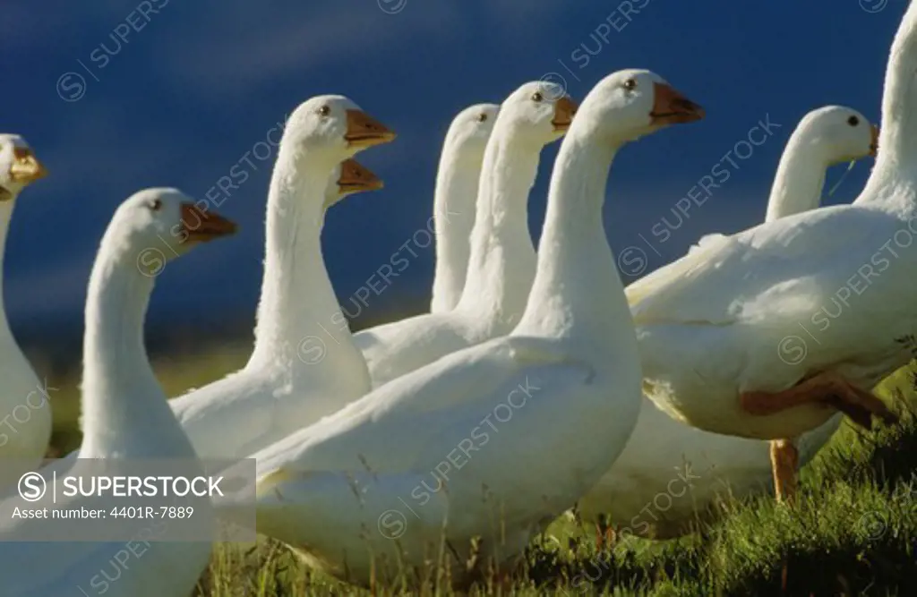 View of geese