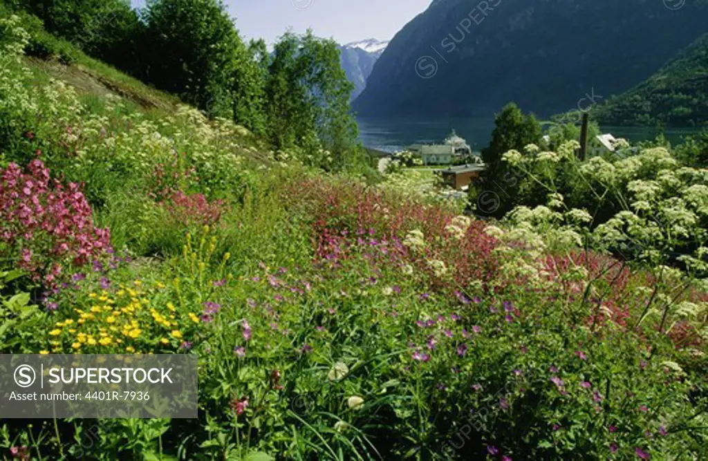 View of flowers growing on hill