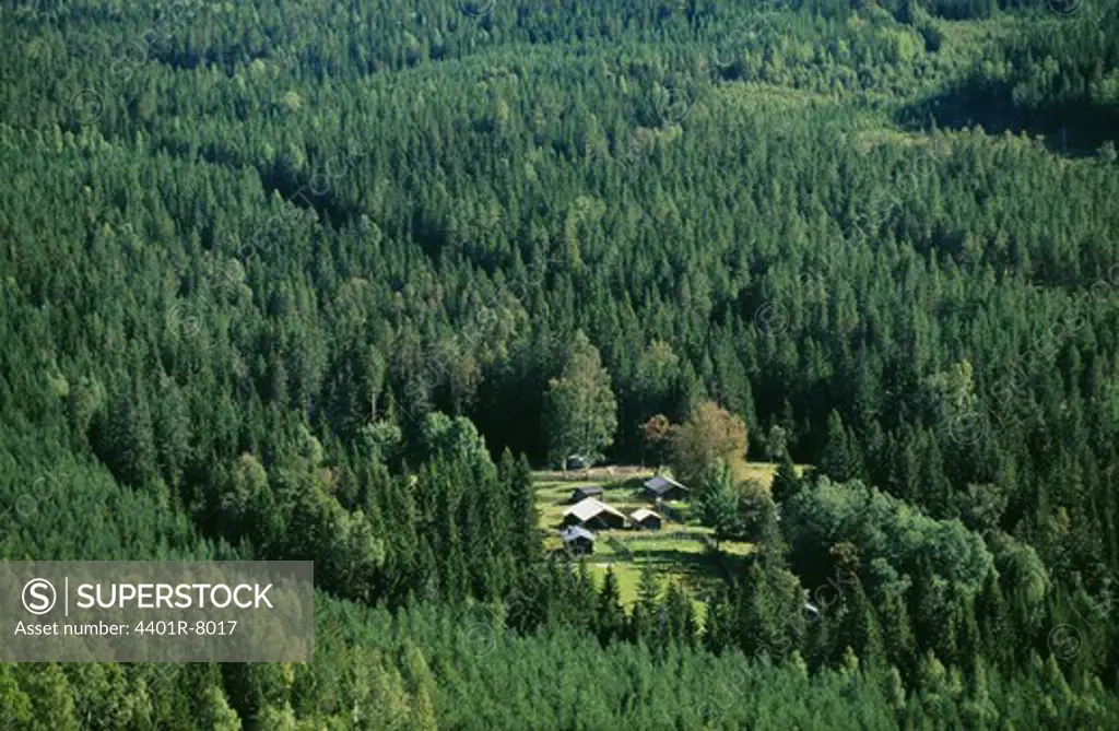 View of shack in forest