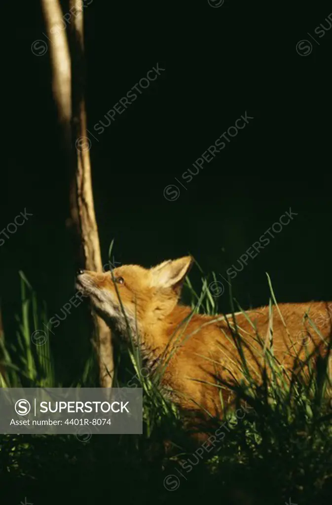 A fox cub scratching its head against tree branch