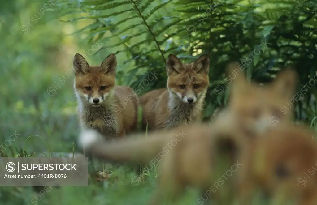 Three fox cubs in forest