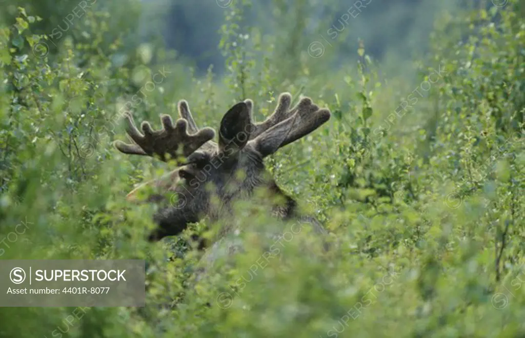 Elk with antler in forest