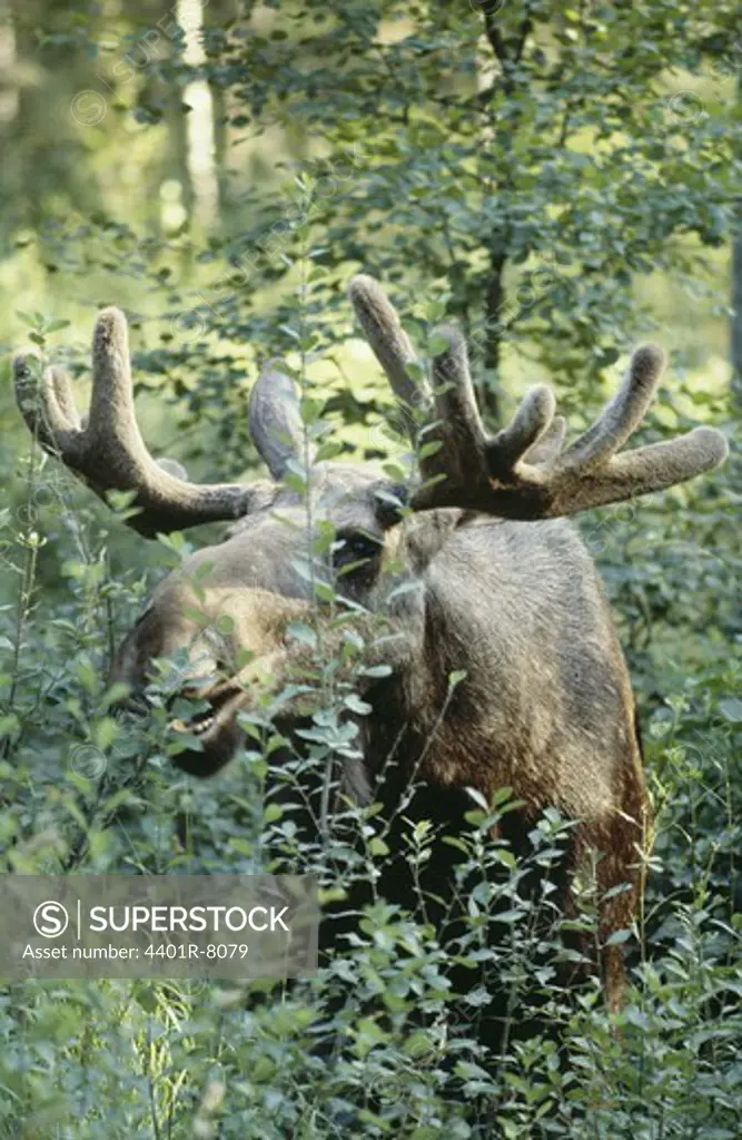 Elk with antler in forest