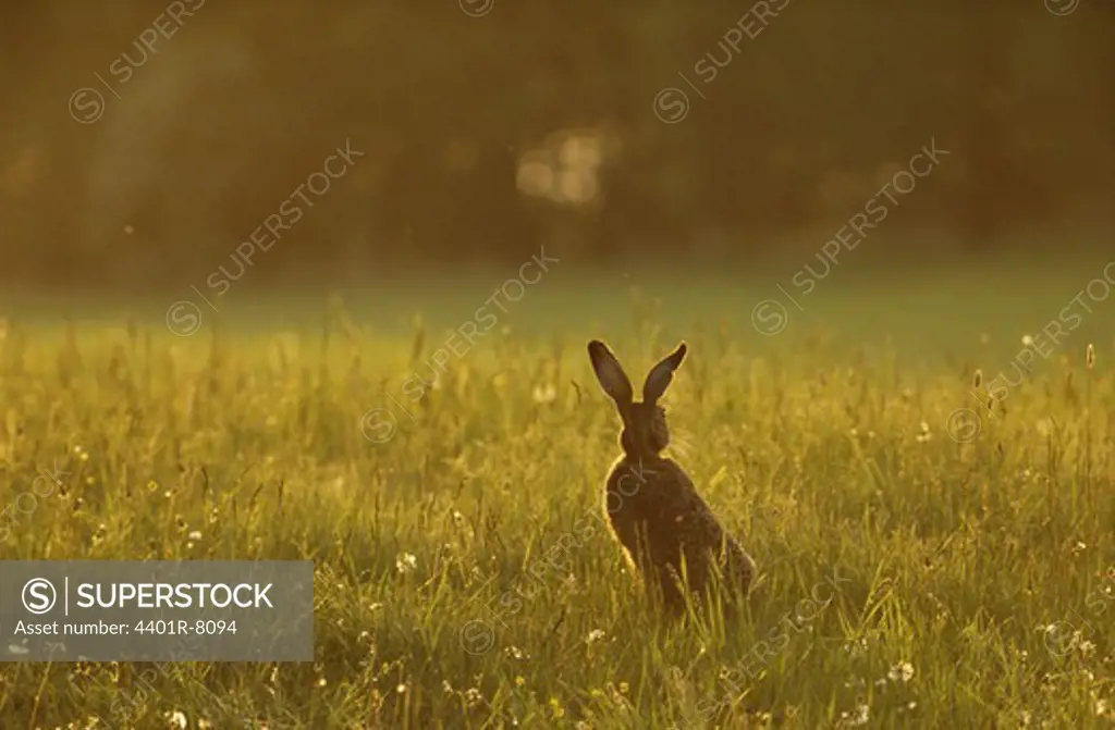 Brown hare in field