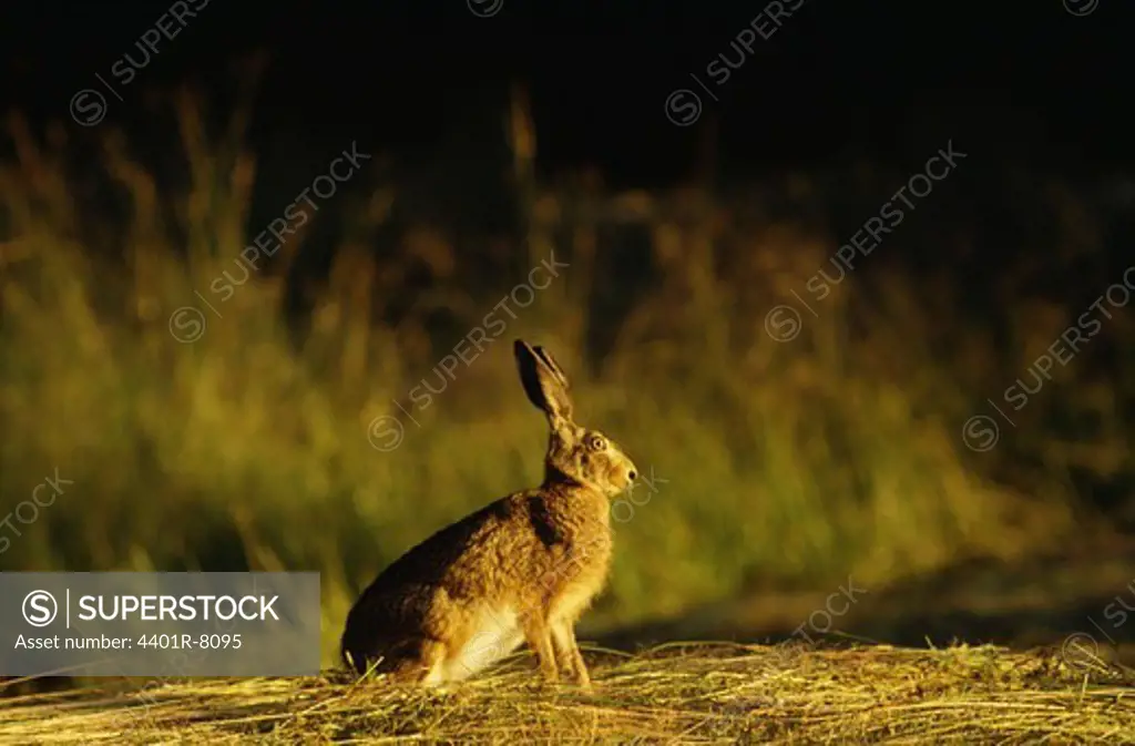Brown hare in field