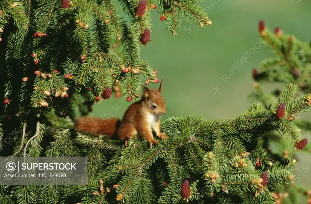Red Squirrel sitting on tree branch