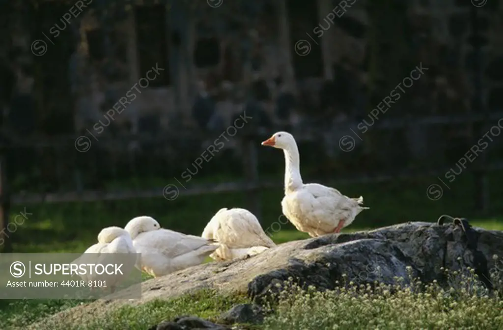 Geese standing on rock and scratching